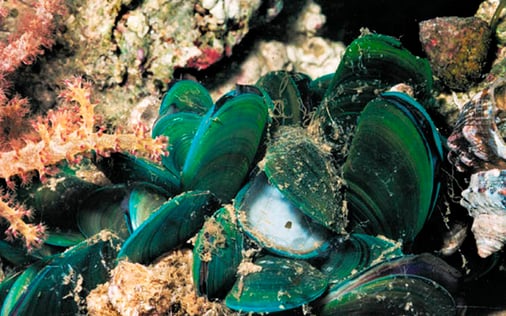 green_lipped_mussels