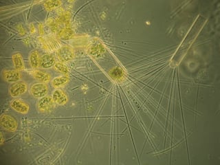 phytoplankton.1600x0